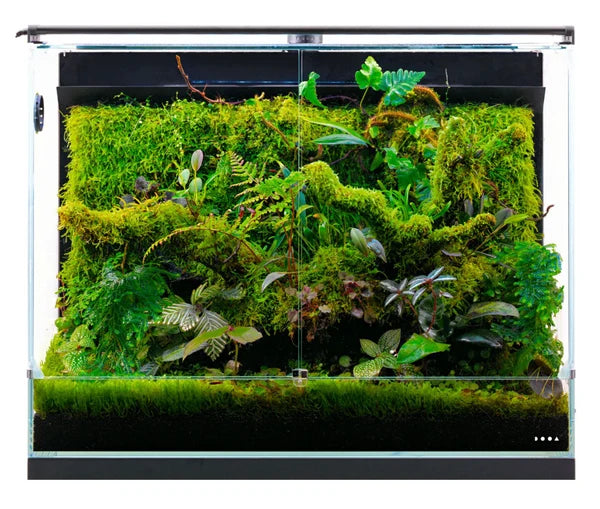 DOOA System Paluda Terrarium Workshop