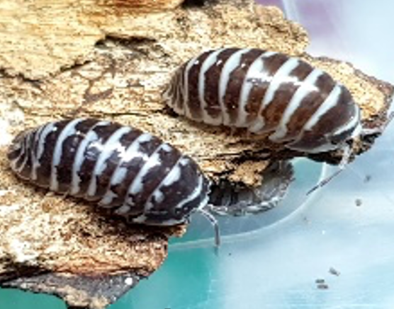 Armadillium maculatum (Zebra isopod / 10PC)