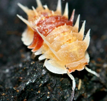 Pseudarmadillo Spinosus (Cuban Spiky Isopod / 5PC / PRE-ORDER ONLY)