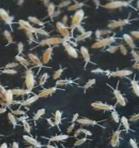 Tropical White Springtails (Cup)