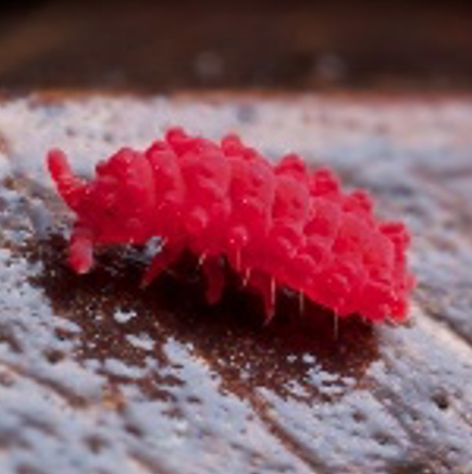 Red Springtails (Cup)