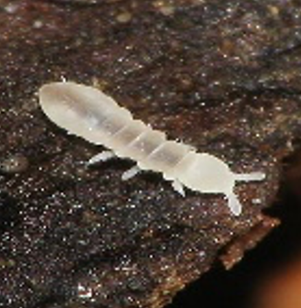White Springtails (Cup)