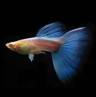 Guppy (Japan Sky Blue / Pair)