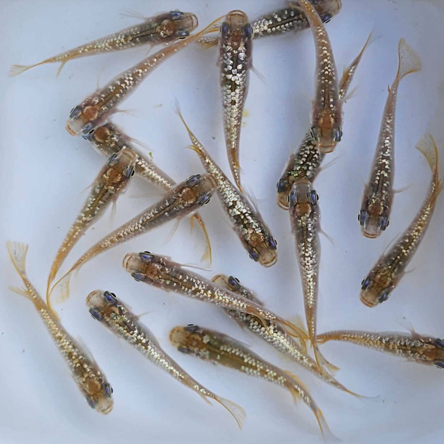 Medaka Ricefish (Champhagne Gold Lame)