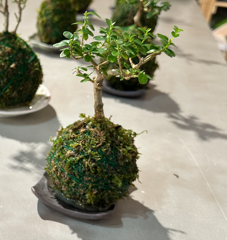 Kokedama Workshop (With Premna Bonsai / Per Pax)