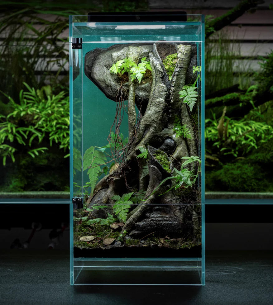 Infinity Hylaea Terrarium Workshop