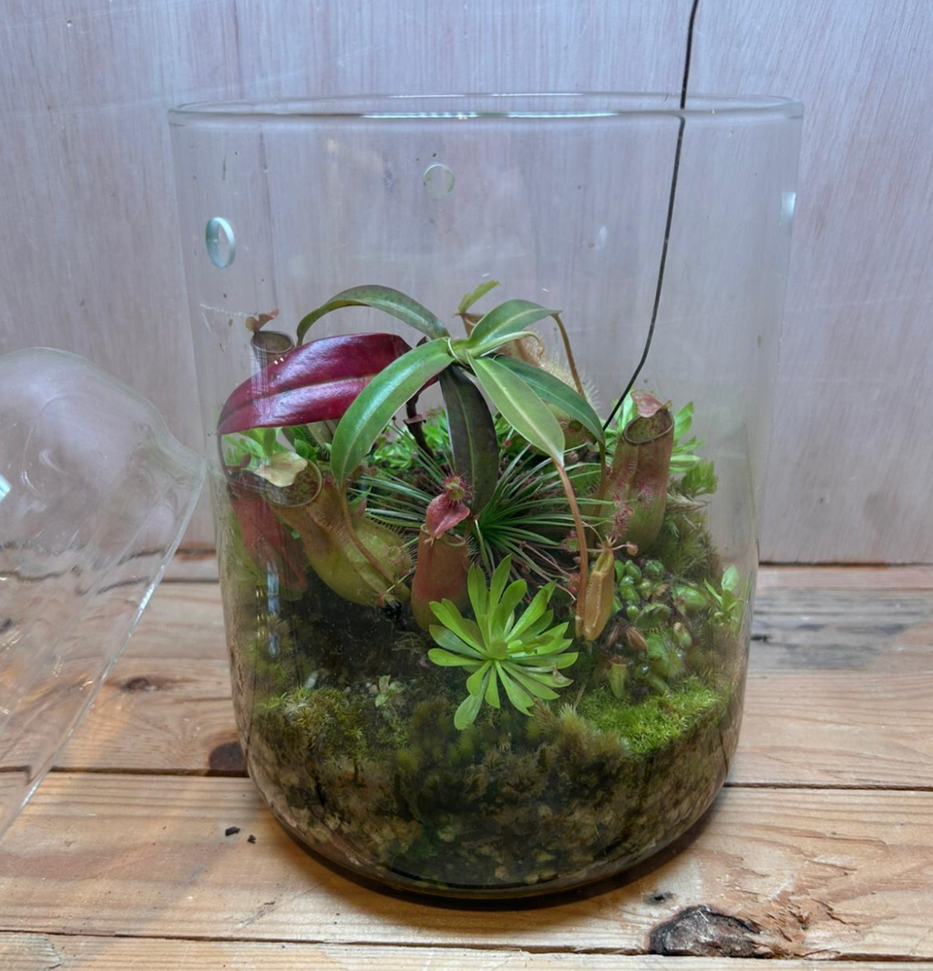 CARNIVOROUS TERRARIUM - (23x15cm Dome)