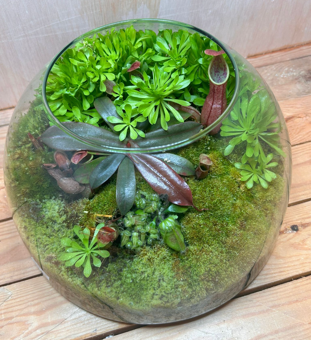 CARNIVOROUS TERRARIUM - (23x15cm Dome)