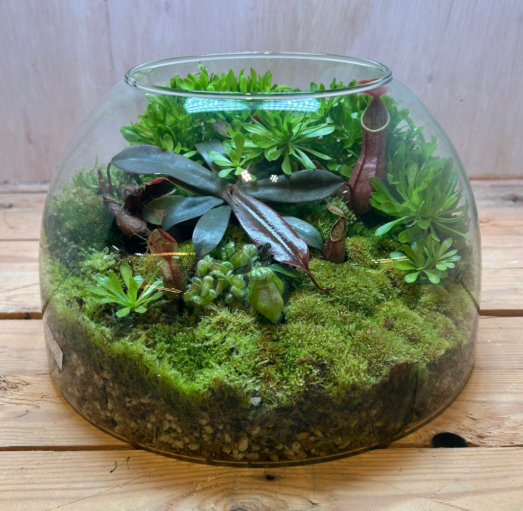 CARNIVOROUS TERRARIUM - (23x15cm Dome)