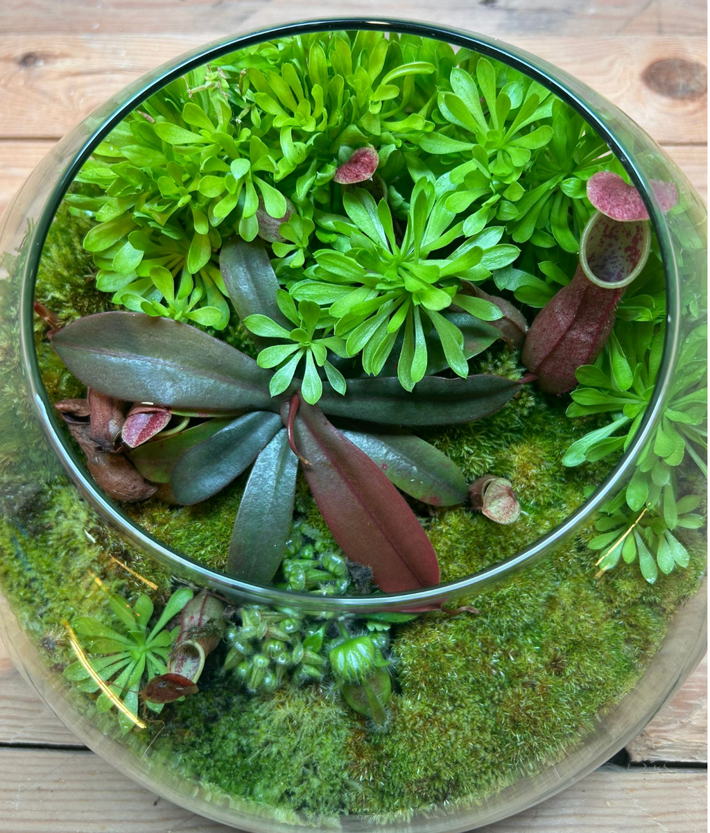 CARNIVOROUS TERRARIUM - (23x15cm Dome)