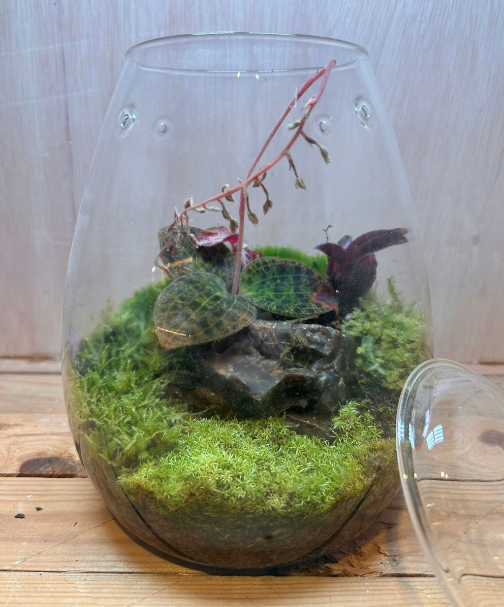 SPECIES TERRARIUM - (Drops Jar / Jewel Orchid)