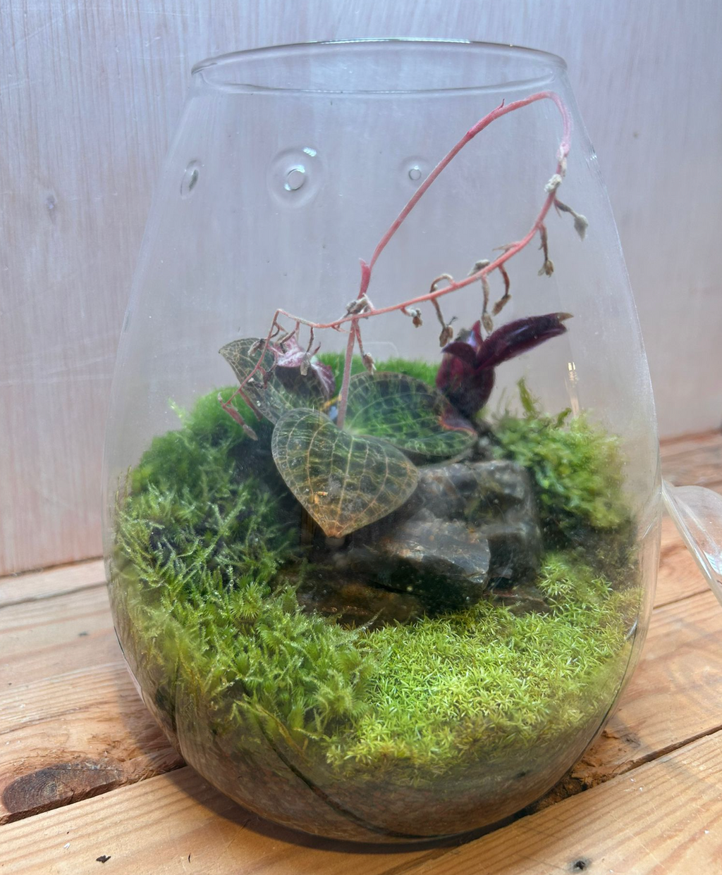 SPECIES TERRARIUM - (Drops Jar / Jewel Orchid)