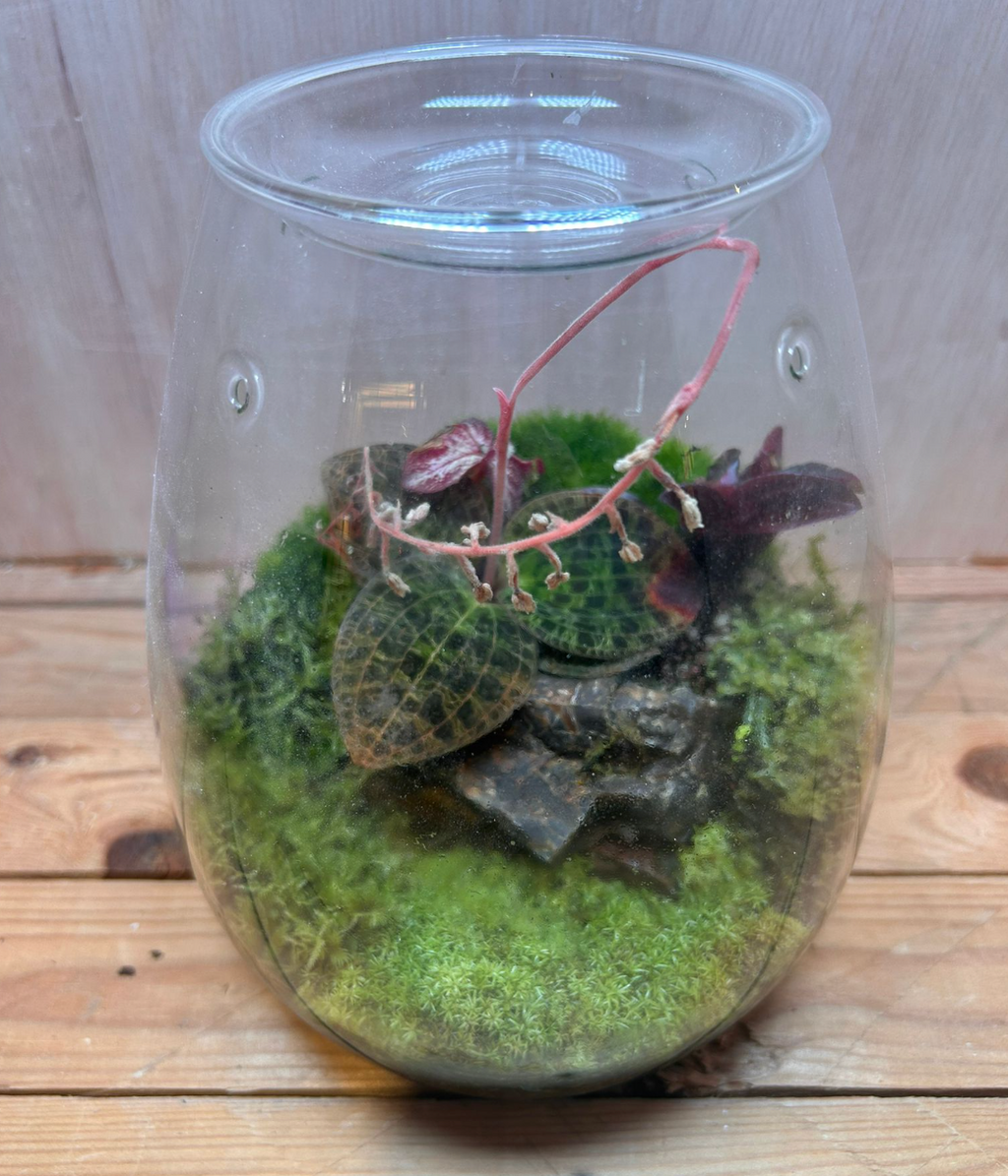 SPECIES TERRARIUM - (Drops Jar / Jewel Orchid)