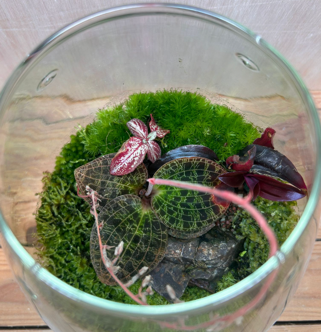 SPECIES TERRARIUM - (Drops Jar / Jewel Orchid)