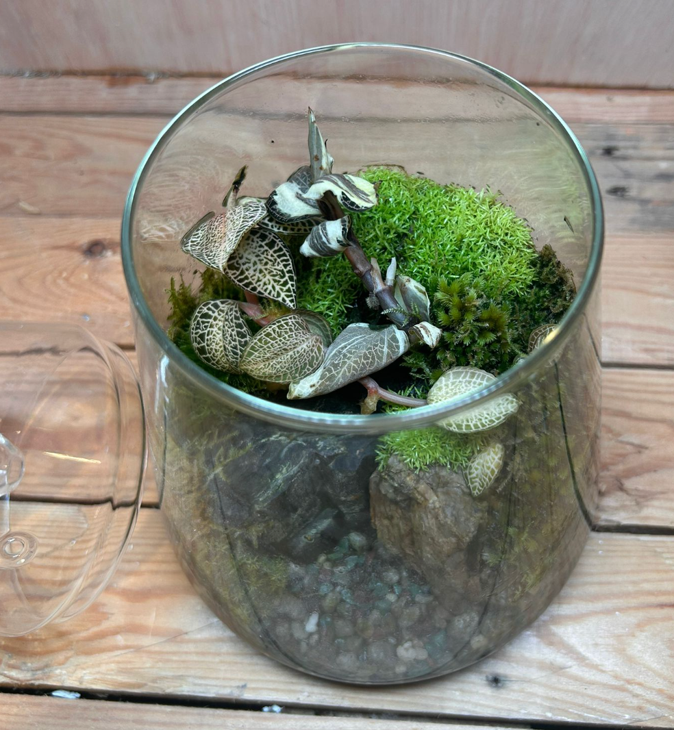 SPECIES TERRARIUM - (Vulcan Cup / Jewel Orchids #A)