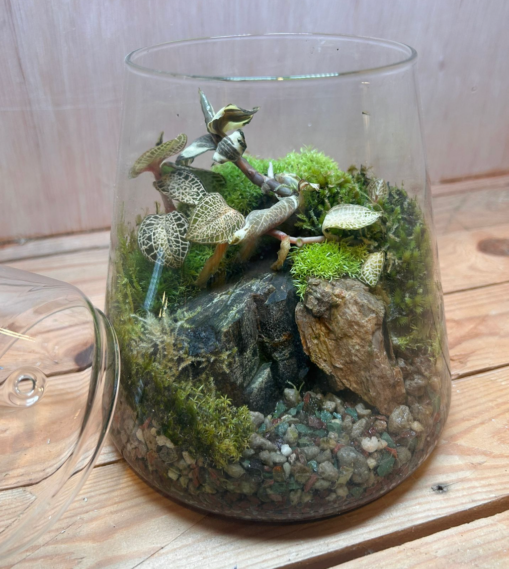 SPECIES TERRARIUM - (Vulcan Cup / Jewel Orchids #A)