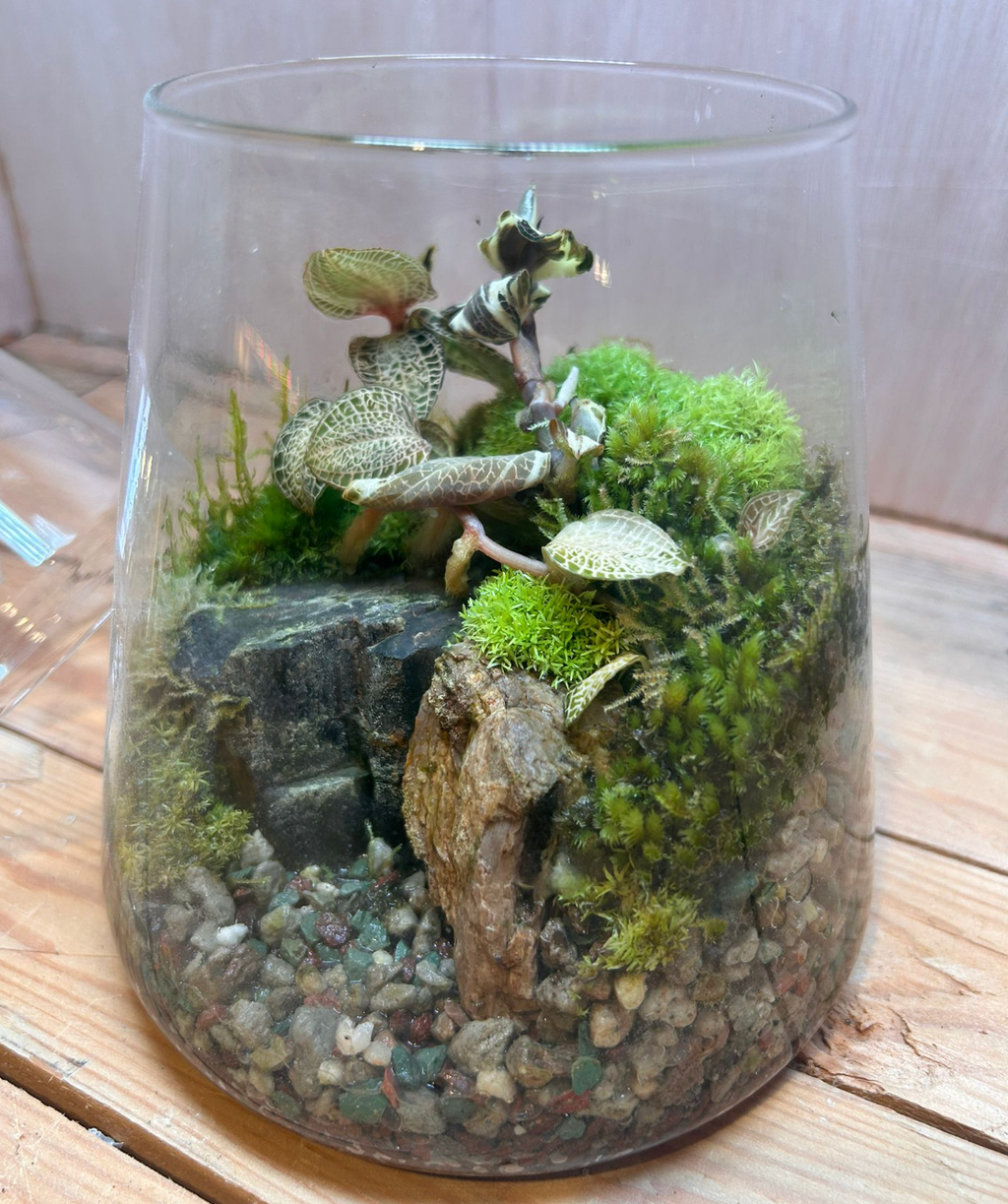 SPECIES TERRARIUM - (Vulcan Cup / Jewel Orchids #A)