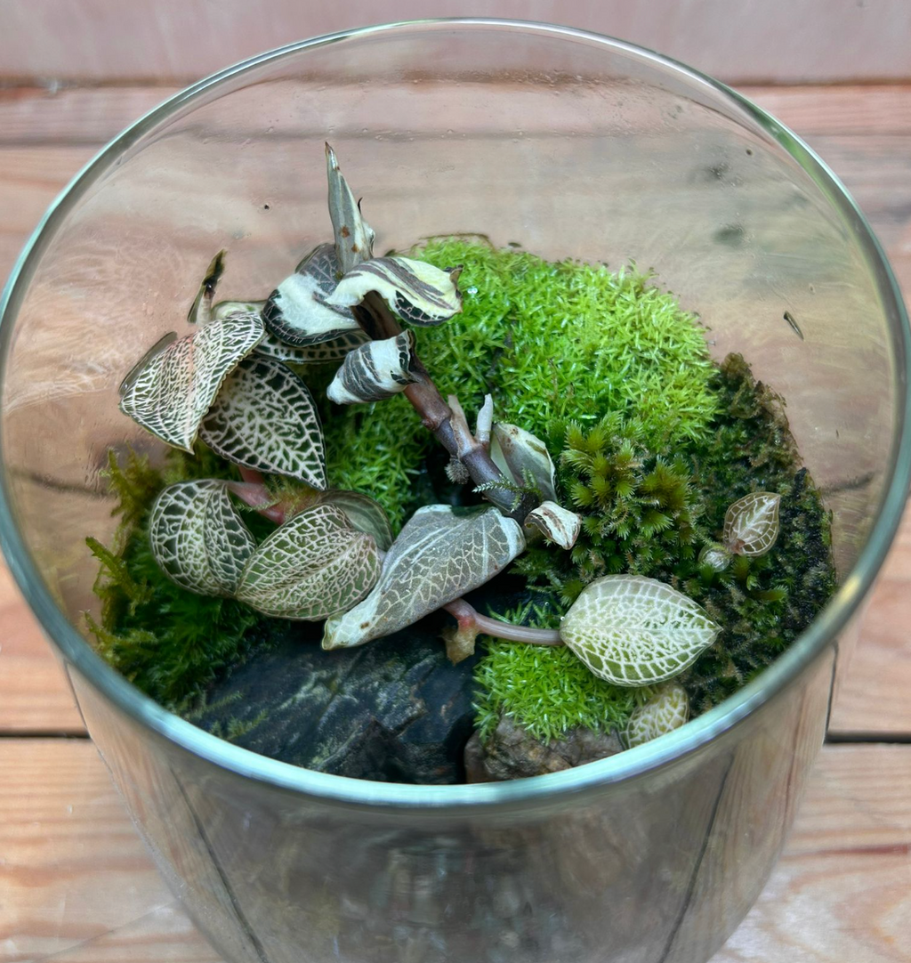 SPECIES TERRARIUM - (Vulcan Cup / Jewel Orchids #A)