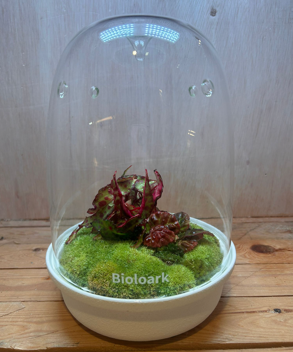 SPECIES TERRARIUM - (Biolark MQ175 / Begonia amphioxus)