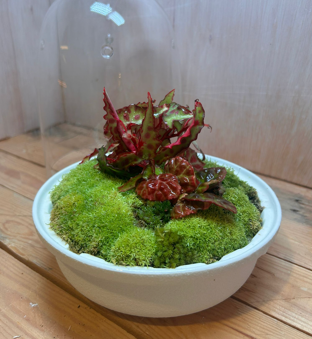 SPECIES TERRARIUM - (Biolark MQ175 / Begonia amphioxus)