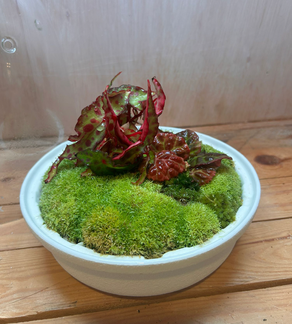SPECIES TERRARIUM - (Biolark MQ175 / Begonia amphioxus)