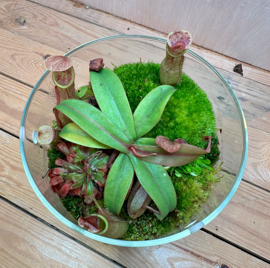 CARNIVOROUS TERRARIUM - (15cm Dew Cup Low / #C)