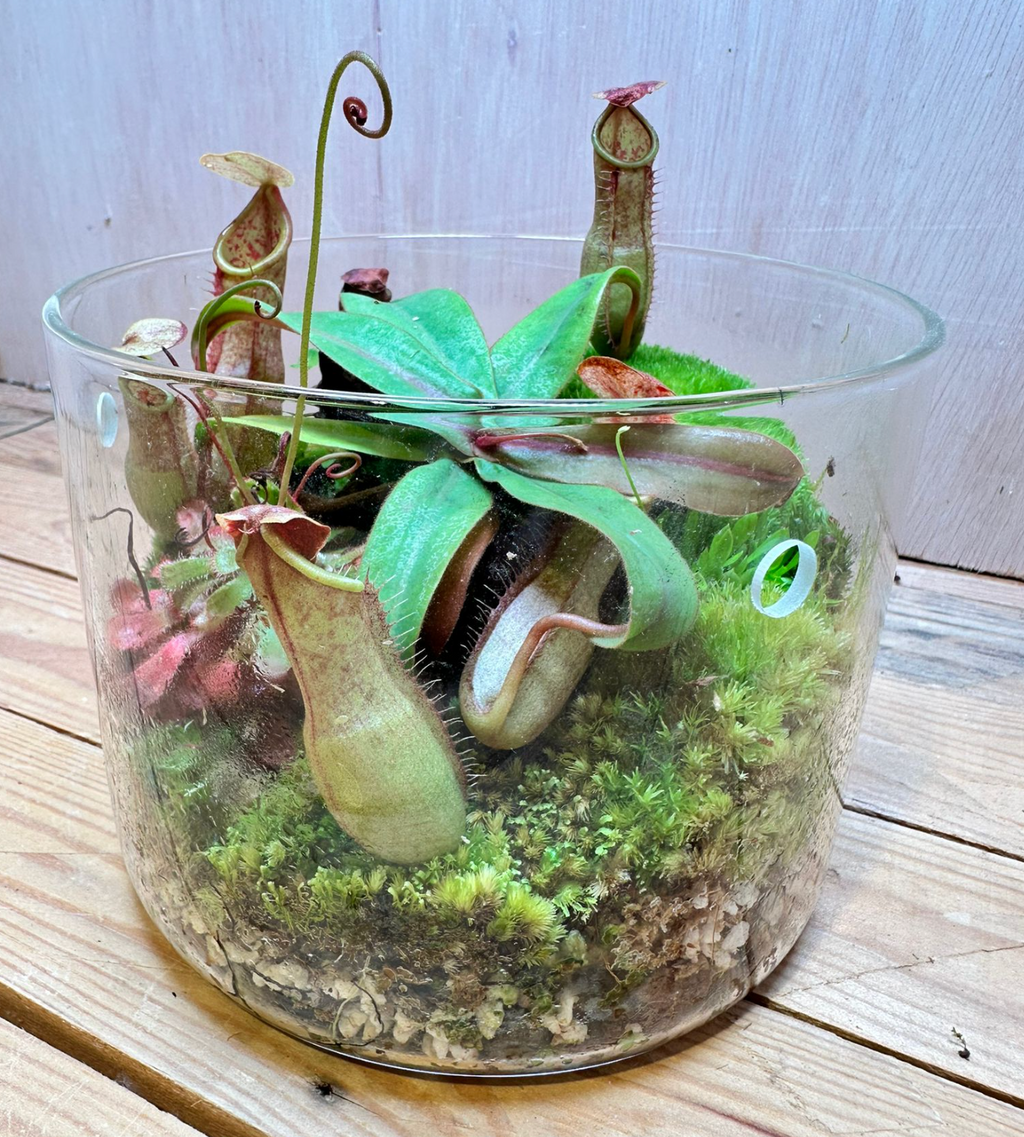 CARNIVOROUS TERRARIUM - (15cm Dew Cup Low / #C)