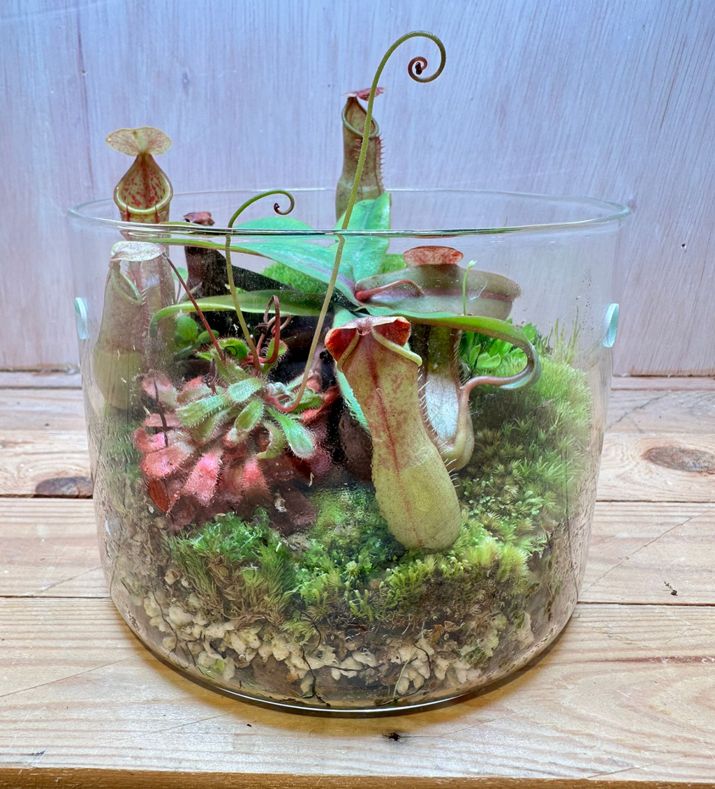 CARNIVOROUS TERRARIUM - (15cm Dew Cup Low / #C)