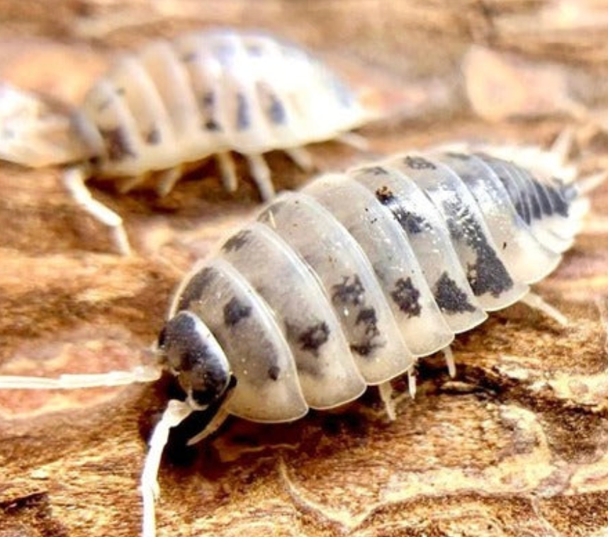Isopod Workshop (Kids / September Holidays)