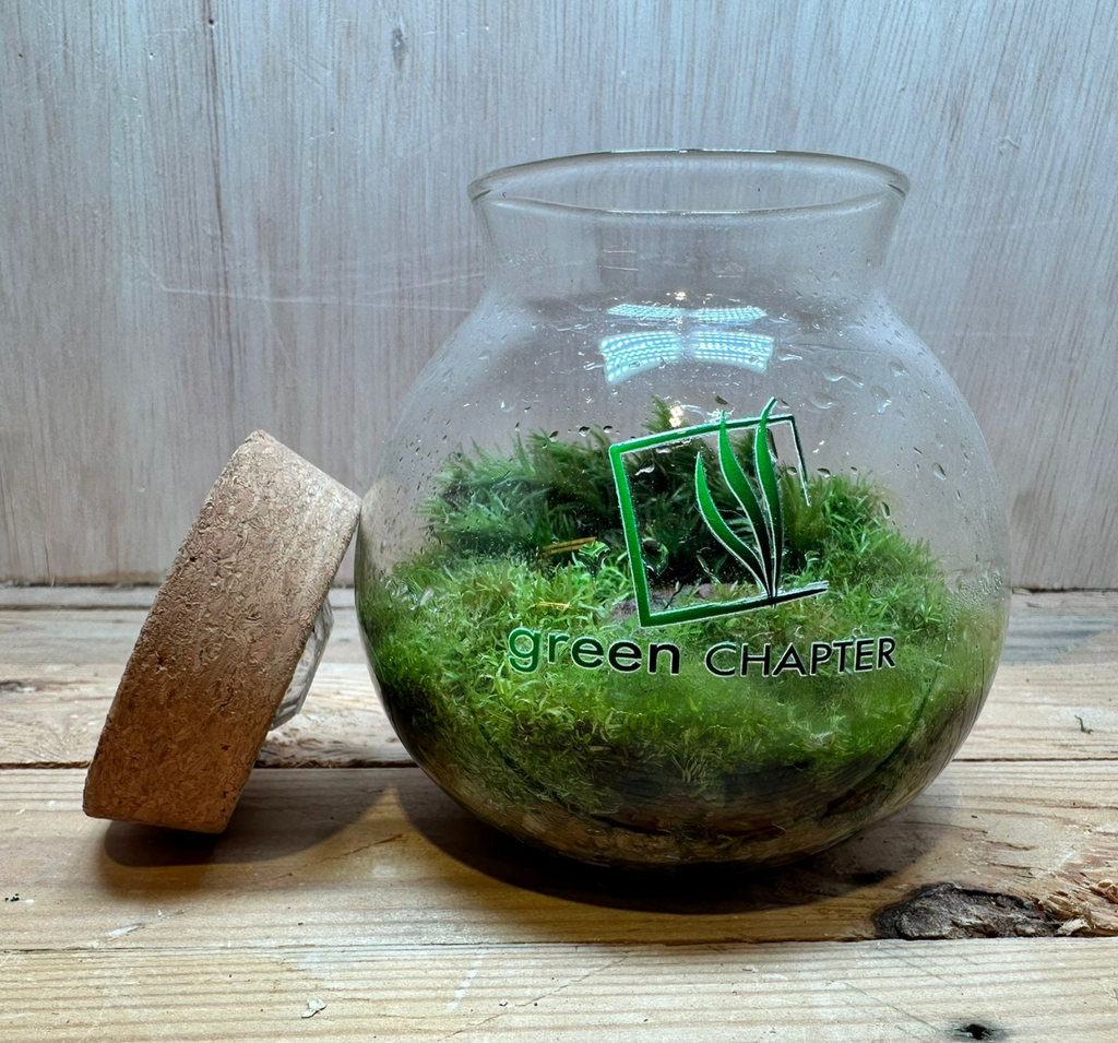 DOORGIFT TERRARIUMS Small Jar Pack (D10 x H10cm / 100 Sets)