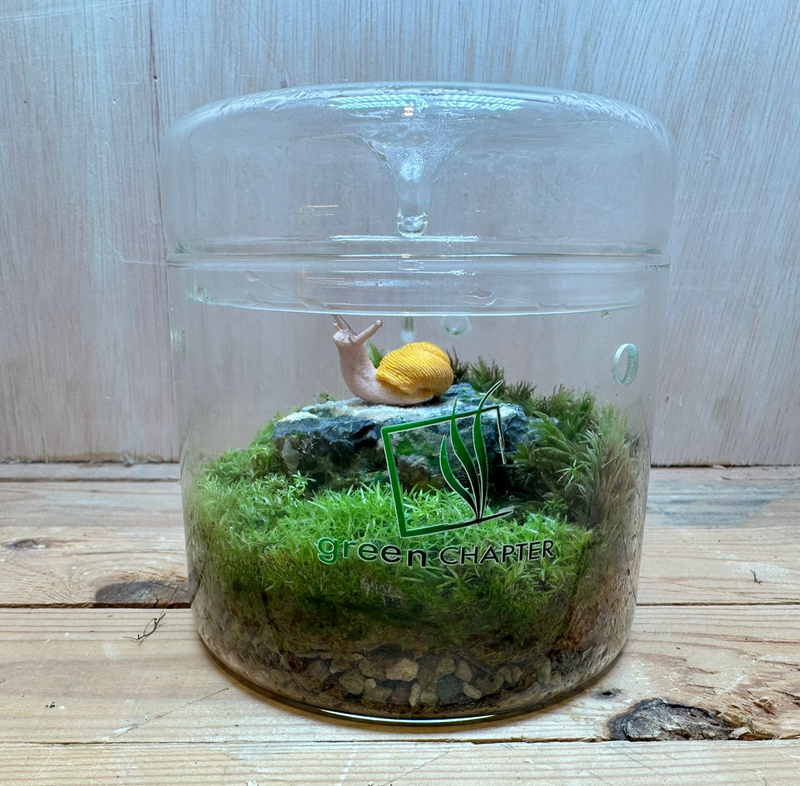 DOORGIFT TERRARIUMS DEW CUP (D12 x H12cm / 50 Sets)