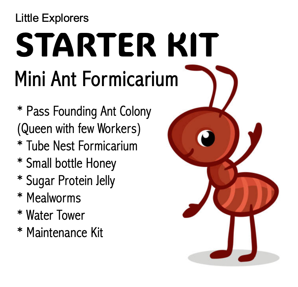 STARTER KIT - Mini Ants Formica (With Pass Founding Ants)