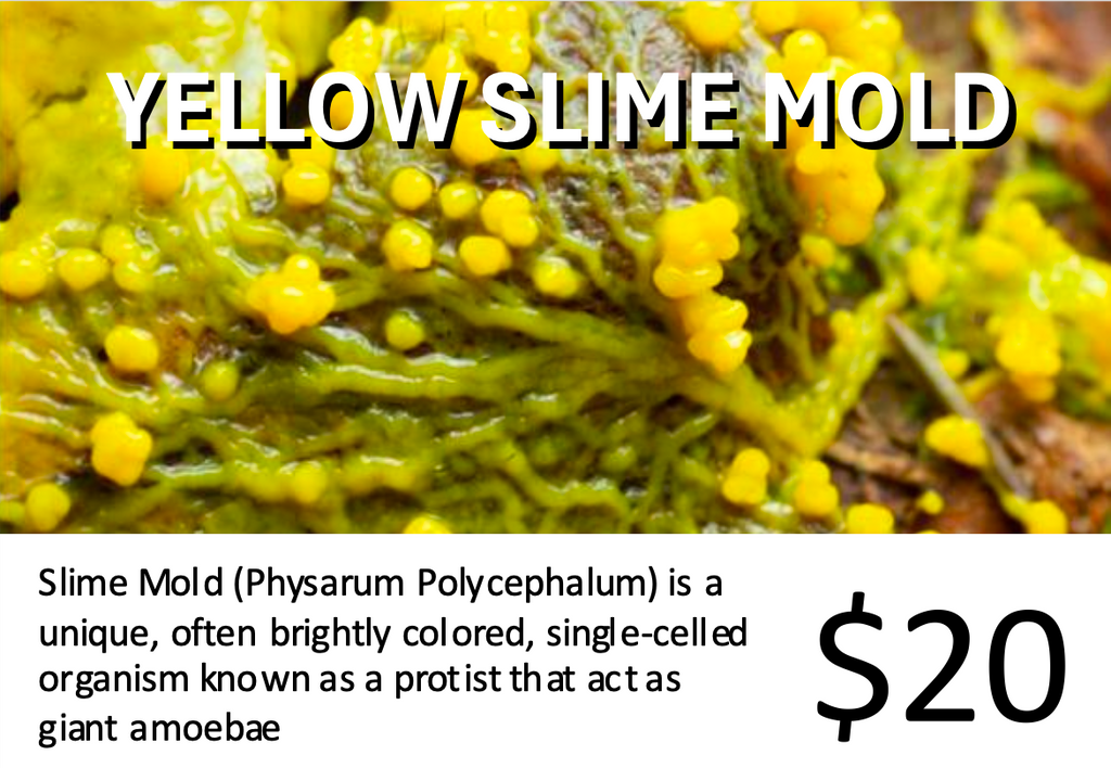 Physarum polycephalum (Yellow / Slime Mold)