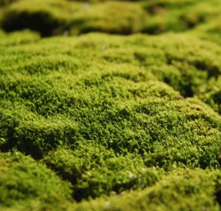 Moss (Ceratodon purpureus / Tub)