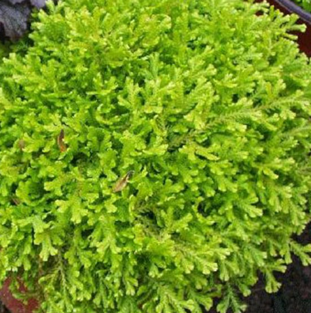Moss (Hypnum plumaeforme / Tub)