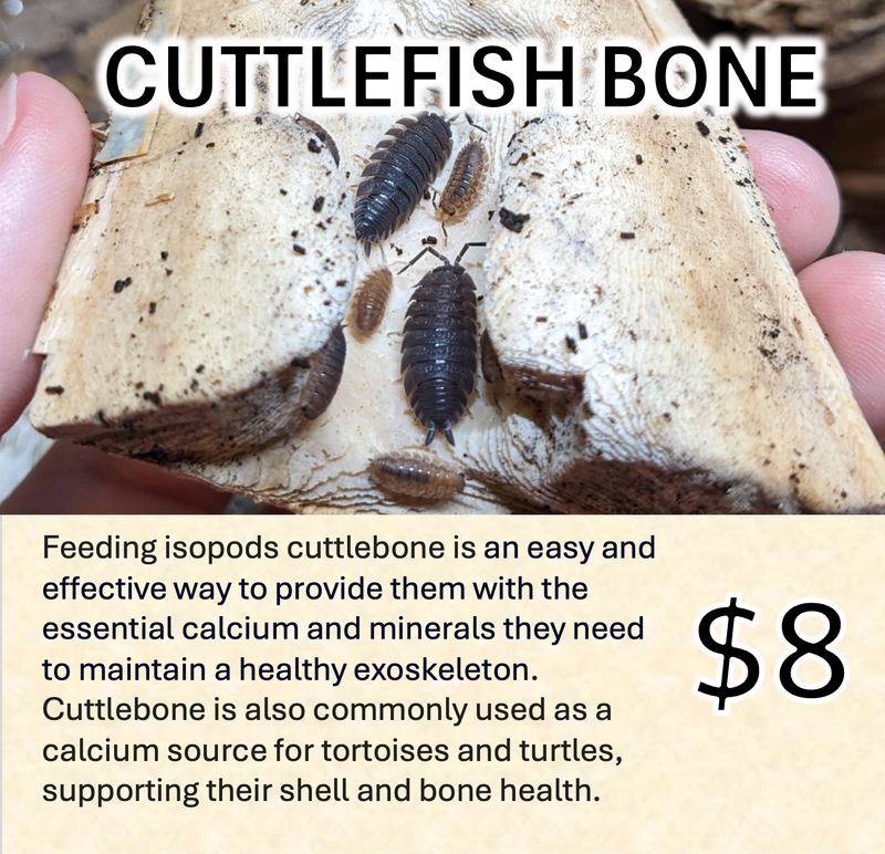 EDENS GARDEN Cuttlefish Bone Chips (Tub)