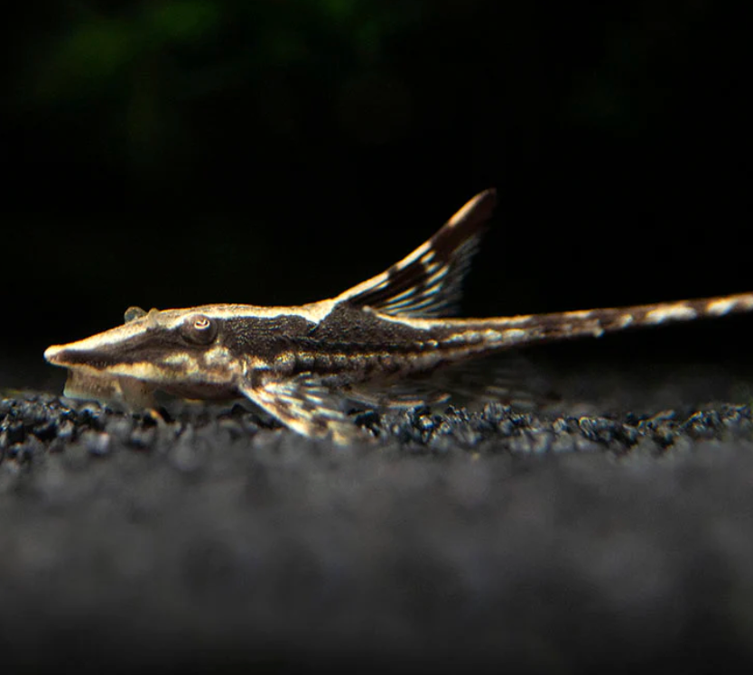Royal Farlowella