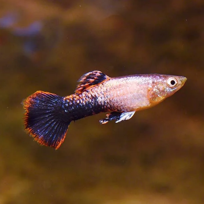 Pink Tuxedo Guppy (Male)