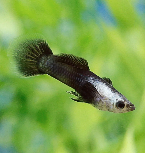 Black Panda Guppy  (Male)