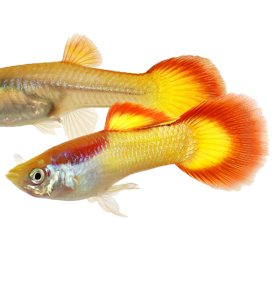 Sunset Blonde Guppy  (Male)