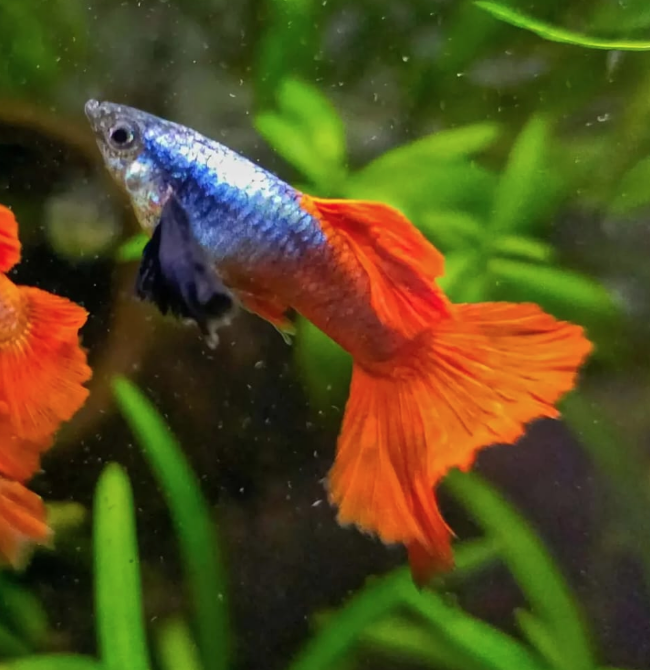 Silver Body Red Elephant Guppy  (Male)