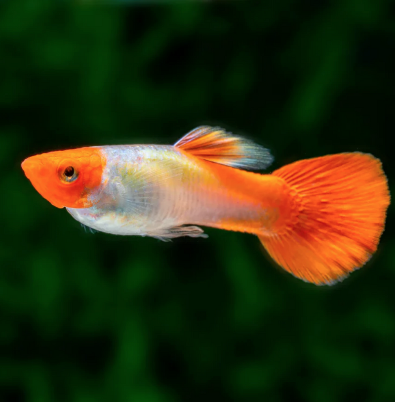Golden Koi Guppy  (Male)
