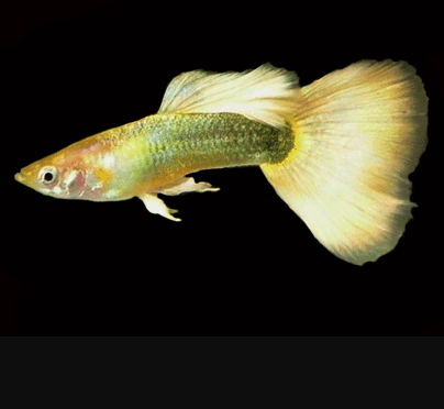 24K Gold Guppy  (Male)