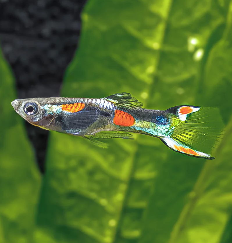 Venezuelan's Endler (Male)