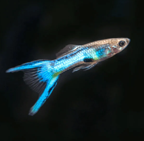 Royal Blue Endler (Male)