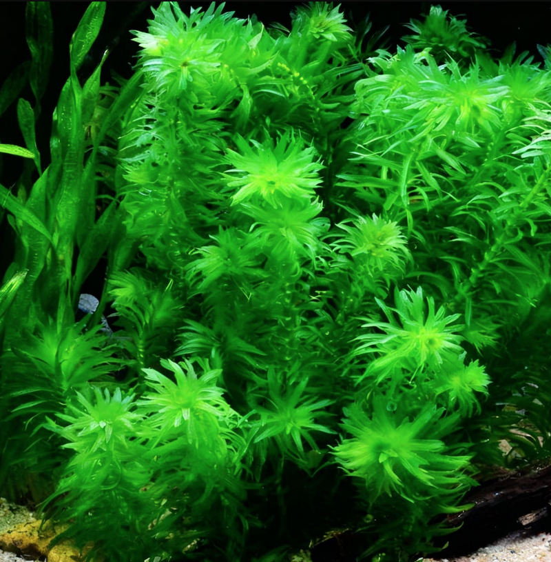 Egeria densa (1 POT)