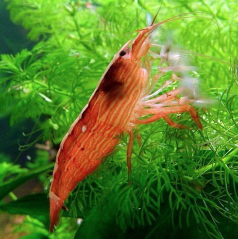 Wood Shrimp (Bamboo Shrimp)