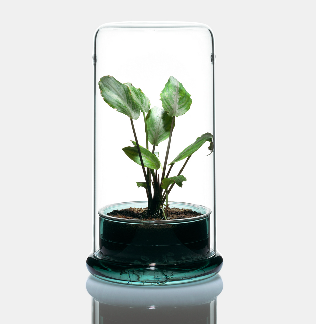DOOA Glass Pot Cell