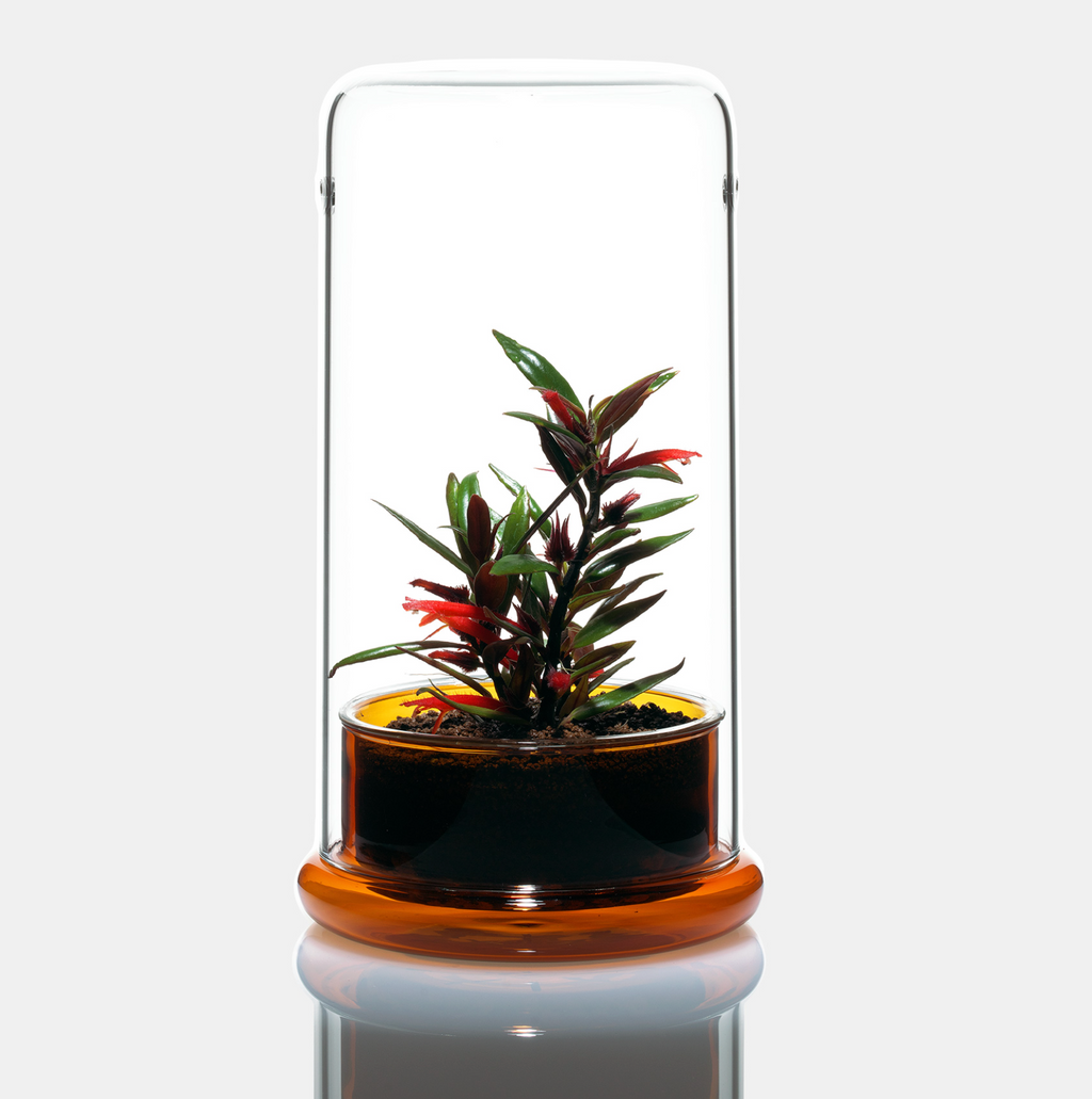 DOOA Glass Pot Cell