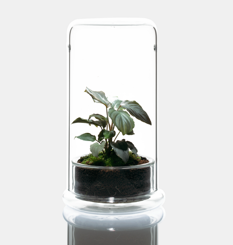 DOOA Glass Pot Cell